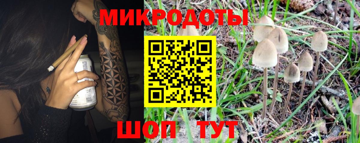 Псилоцибиновые грибы Psilocybine cubensis Горно-Алтайск