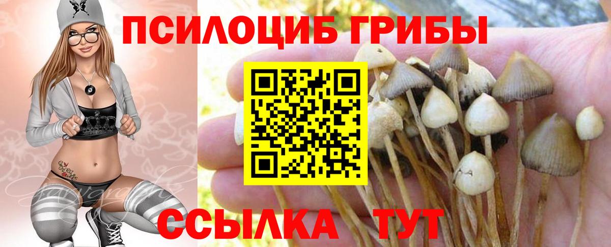 Горно-Алтайск  как найти   Вход с VPN  Галлюциногенные грибы прущие грибы 